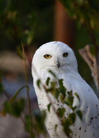 Chouette des neiges 